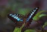 butterflyblue.jpg (17578 bytes)