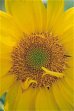 sunflower.jpg (31097 bytes)